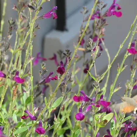 Pensjonat A Deux Pas De St Cirq Lapopie, La Du 