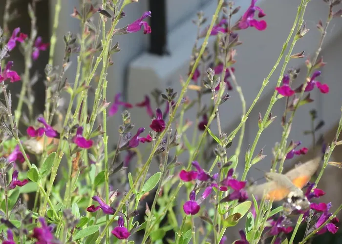 Pensionat A Deux Pas De St Cirq Lapopie, La Du 